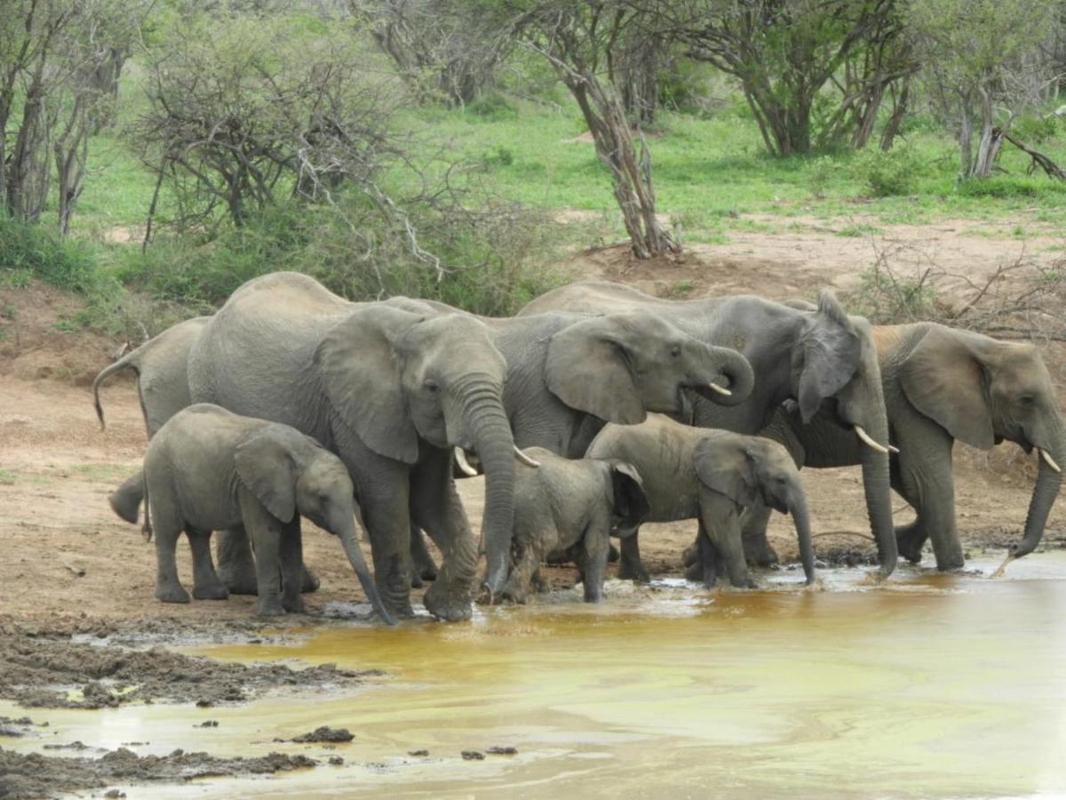 Bongan Safari Lodge Mbabat Dış mekan fotoğraf